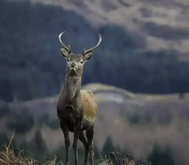 Deer in Mountains